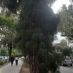 Pinus canariensis Іншае