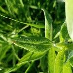 Cyanus triumfettii Leaf