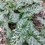 Arum italicum Fuelha