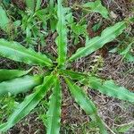 Chlorophytum gallabatense Хабит