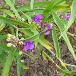 Tradescantia × andersoniana Flower