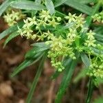 Rubia agostinhoi Flower