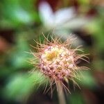 Trifolium lappaceum 花
