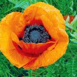 Papaver orientale Flower