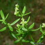 Galium porrigens Hábito