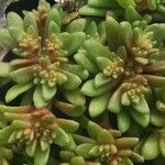 Sedum litoreum Blatt