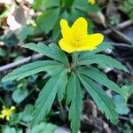 Anemone ranunculoides Folha