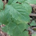 Agrimonia gryposepala Leaf