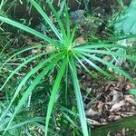 Cyperus alternifolius Leaf