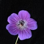 Geranium wallichianum 花
