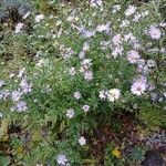 Symphyotrichum novi-belgii Habitus