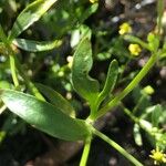 Ranunculus sceleratus Лист