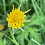 Tragopogon minor