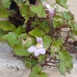 Cymbalaria muralis Blüte