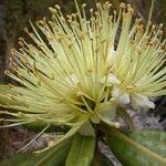 Xanthostemon multiflorus Flower