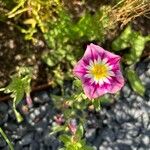 Convolvulus tricolorFlower