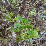 Lumnitzera racemosa Leaf