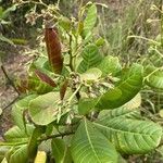 Anacardium occidentaleBlatt