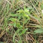 Commelina africana Habit