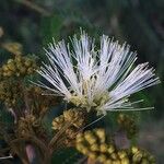 Albizia carbonaria Цветок