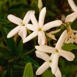 Jasminum grandiflorum 花