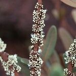 Pycnandra lissophylla Blüte