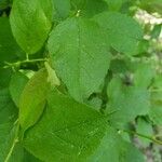 Ilex verticillata Leaf