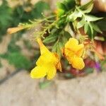 Tecoma stans Flower