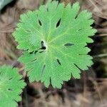 Androsace geraniifolia