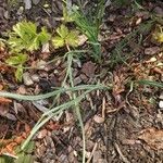 Allium ascalonicum Leaf