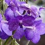 Vanda coerulea Συνήθη χαρακτηριστικά