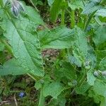 Borago officinalisFolha