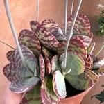 Kalanchoe marmorata Листок