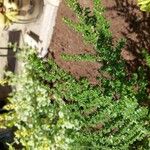 Prostanthera cuneata Kabuk