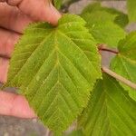 Acer capillipes Fuelha