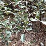 Cryptocarya transversa Hábito