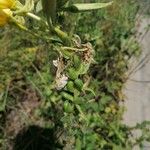 Oenothera × fallax Fruit