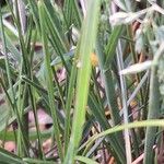 Poa trivialis Leaf