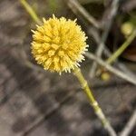 Mitragyna speciosa Flower