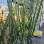 Panicum virgatum Fula