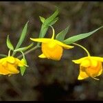 Calochortus amabilis Цветок