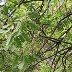 Quercus robur Hostoa