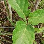 Ficus mucuso Leaf