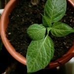 Capsicum pubescens Hoja