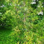Podocarpus latifolius Elinympäristö