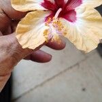 Hibiscus ovalifoliusVirág