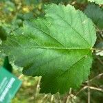 Physocarpus amurensis List