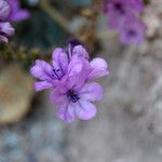 Phacelia calthifolia Lorea