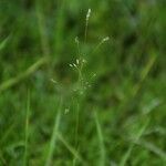 Aira provincialis Mosusu