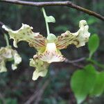 Monodora carolinae Flower